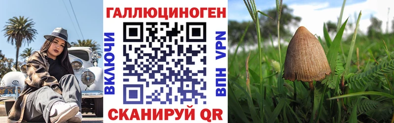 Псилоцибиновые грибы Psilocybe  Дно 